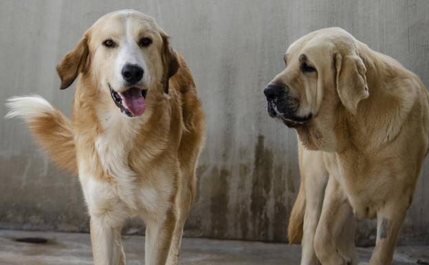 ¿Pueden los perros entender varios idiomas?