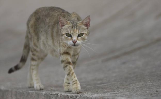 Cómo evitar el 'síndrome del gato paracaidista'