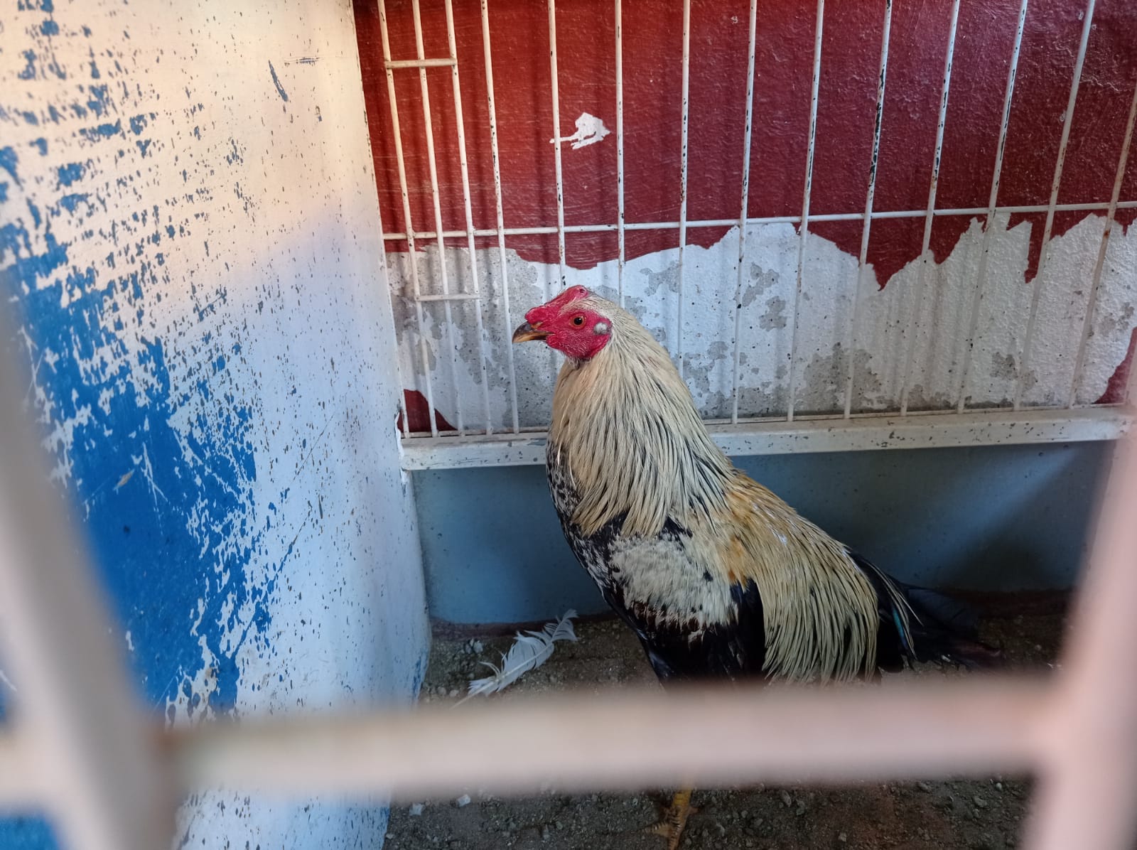 La Policía Local de Valencia desmantela un criadero de gallos de pelea