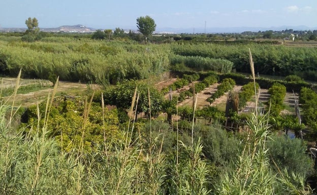 Riba-roja rebaja los impuestos para ayudar a los agricultores afectados por la Dana de septiembre