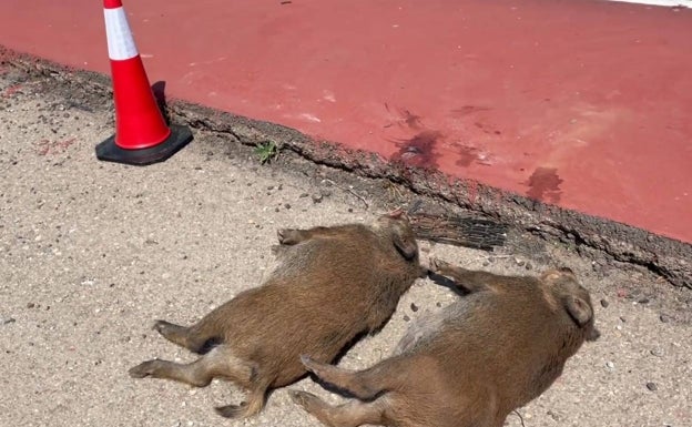 Los cazadores valencianos piden menos burocracia y más batidas ante el aumento de accidentes con jabalíes