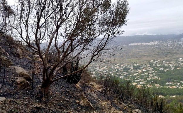 El Montgó ha sufrido más de 70 incendios desde su declaración como parque natural