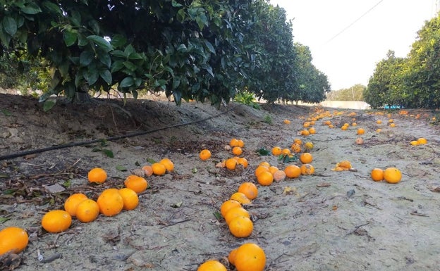 Asaja denuncia que los bajos precios y las importaciones cuestan 50 millones a la campaña de la naranja