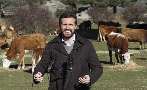 Casado se inspira en Ayuso para lanzar la campaña «Más ganadería, menos comunismo»