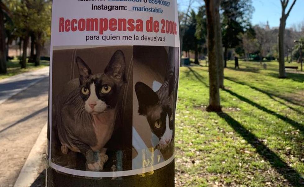 Dos mil euros por la desaparecida gata Sam en Valencia