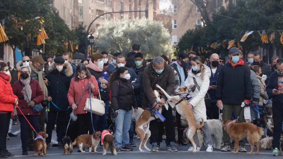 Los valencianos bendicen a sus mascotas por Sant Antoni en 2022