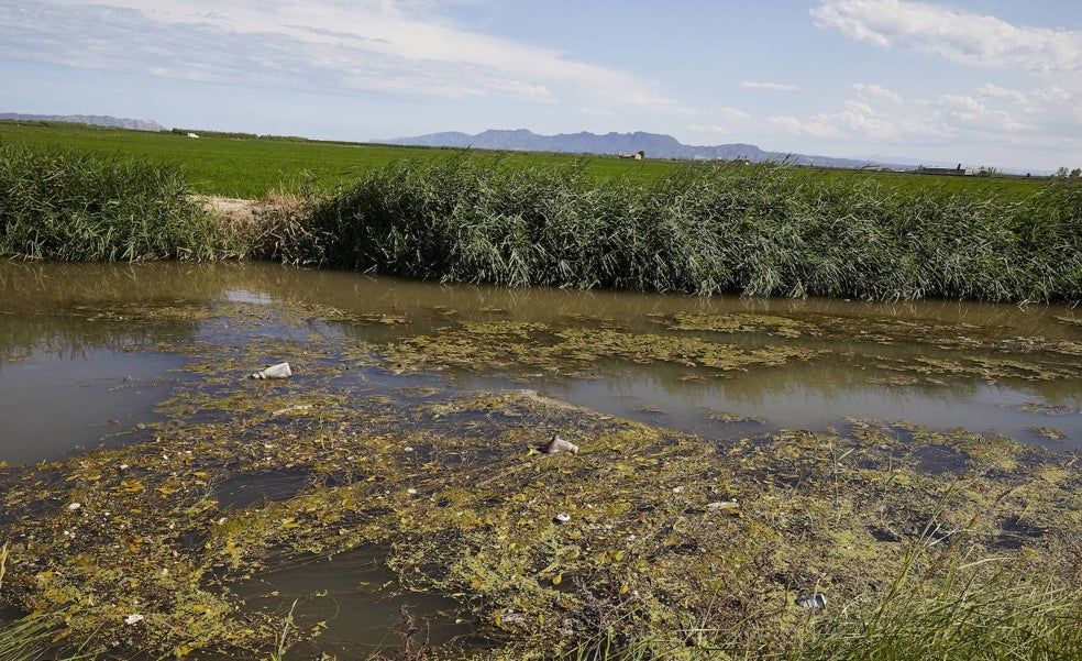 La Albufera arranca otro años sin obras, con vertidos y sin planes para llevar agua