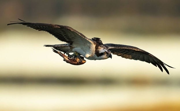 Gastronomía y avistamiento de aves, platos fuertes de Pego en Fitur