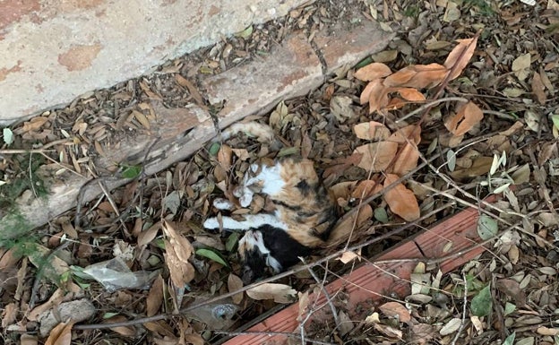 Riba-roja investiga la muerte de 3 gatos y la desaparición de otros 16