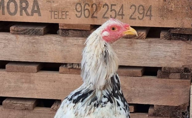 La Policía de Alaquàs rescata a dos gallos de pelea