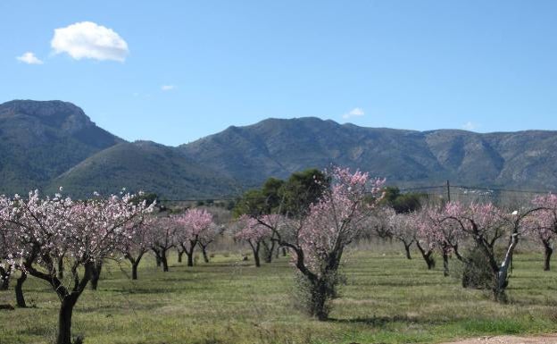 Feslalí se reinventa tras los estragos de la Xylella en los almendros