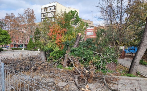 Algemesí tala 11 árboles enfermos en el parque Salvador Castell pero asegura que replantará 16