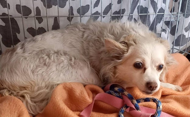 Buscan hogar para Blanca, la perrita superviviente del incendio de un piso en Moncada