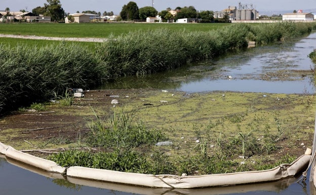 La Albufera de Valencia se encuentra en estado crítico por los vertidos y la falta de agua