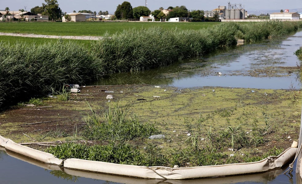 La Albufera de Valencia se encuentra en estado crítico por los vertidos y la falta de agua