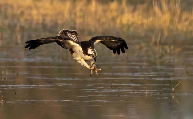 El águila pescadora Estell protagoniza en Pego las actividades del Día de los Humedales