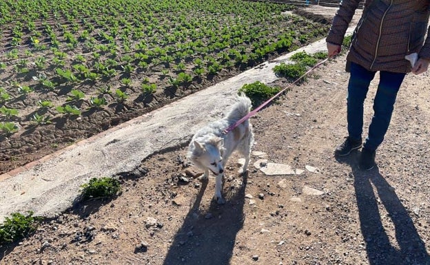 La perrita superviviente del incendio de una vivienda en Moncada ya tiene nueva familia