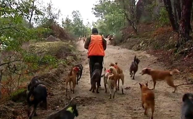 Polémica por una montería con 447 piezas abatidas