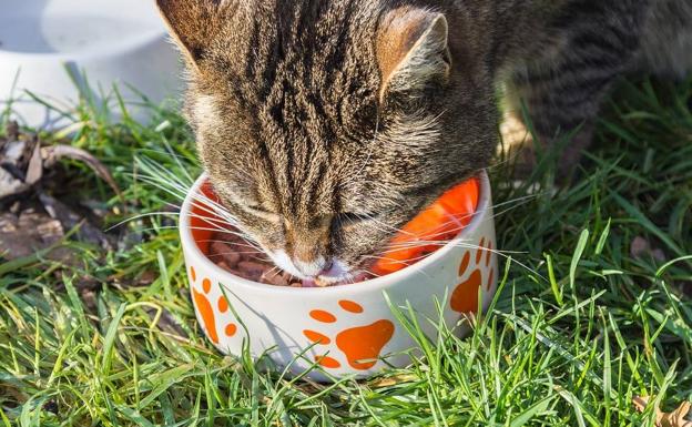 5 posibles razones por las que tu gato siempre tiene hambre y te pide comida