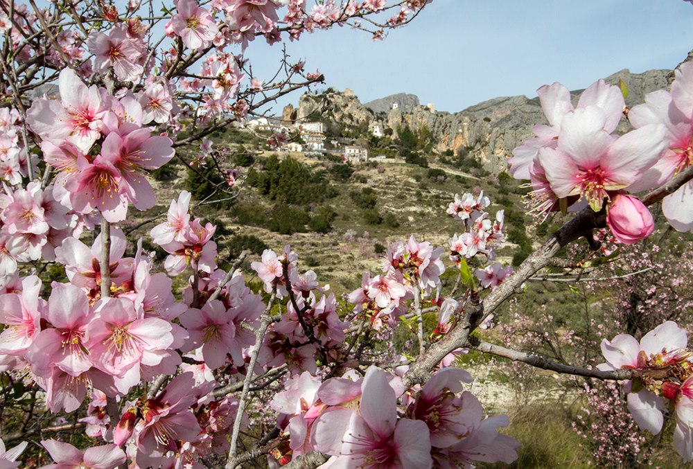 Qué hacer en la Marina Baixa: La floración del almendro en Guadalest | La  Vall de Guadalest en flor, la belleza del almendro que avanza la primavera  | Las Provincias