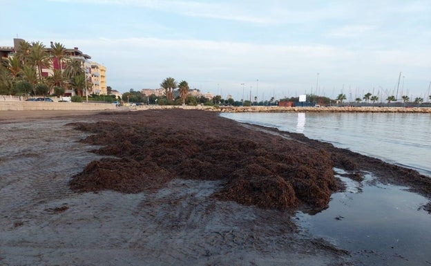 La Xarxa Agrícola de Creama y Dénia impulsan un proyecto para aprovechar restos de posidonia en explotaciones ganaderas