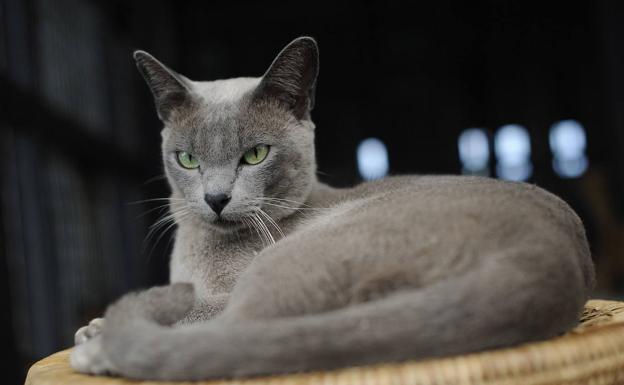 El motivo por el que tu gato infla su cola