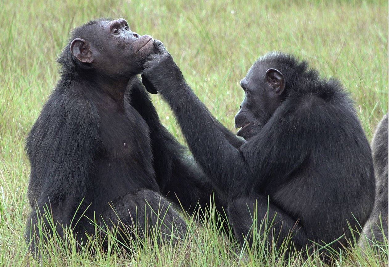 Los chimpancés aplican insectos en las heridas de sus congéneres