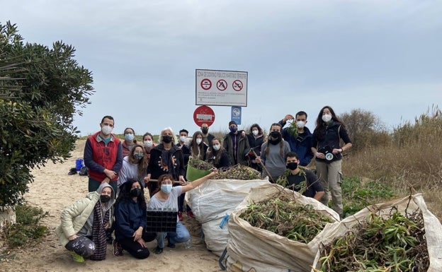 Regeneran la playa de Peixets de Alboraya con flora autóctona y eliminan cuatro toneladas de especies invasoras