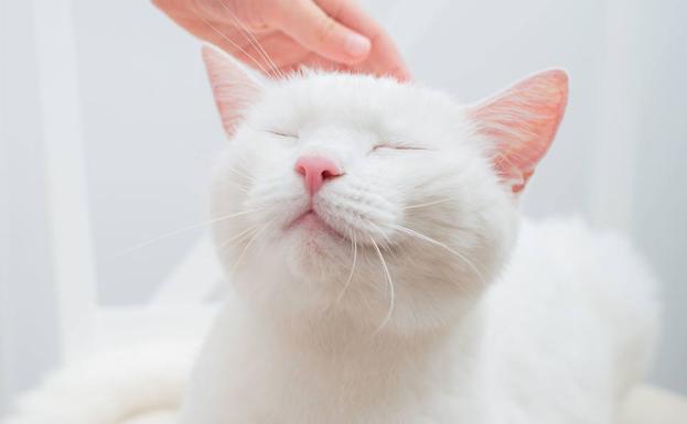 El bonito motivo por el que los gatos guiñan los ojos