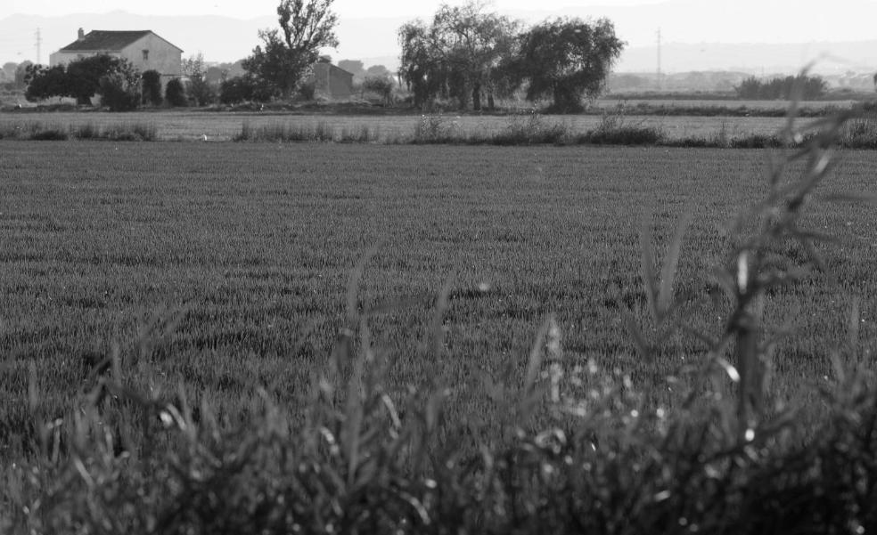 Ribó y la Albufera