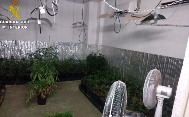 Desmantelan una plantación de marihuana ubicada en un piso de Riola