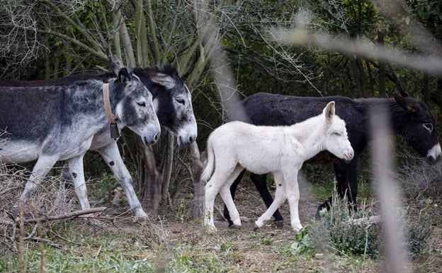 La directiva expedientada por la muerte de una decena de burros en Castellón deja el cargo