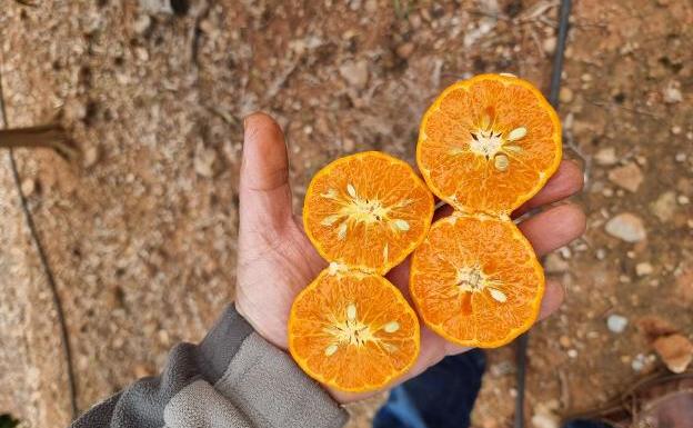 Citricultores y apicultores se comprometen a alcanzar un acuerdo esta semana que evite la 'pinyolà'