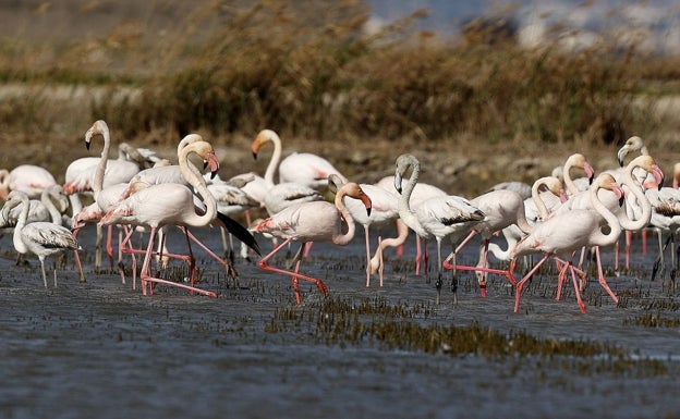 La Albufera, del dicho al hecho