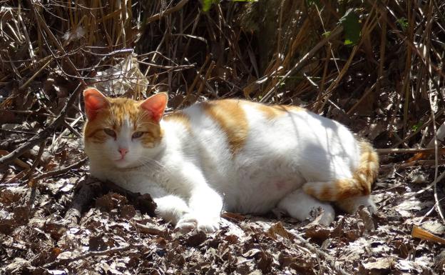 ¿Qué es la bolsa primordial?: cuando a mi gato le cuelga la barriga