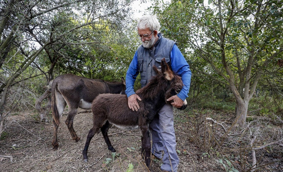 Agricultura responsabiliza al pastor del mal estado de los burros