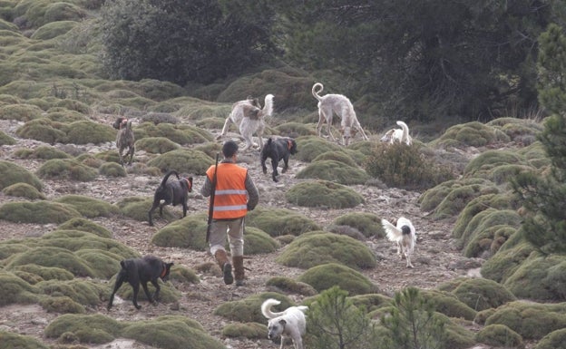 La ley de bienestar animal enfrenta a protectora, cazadores y tiendas