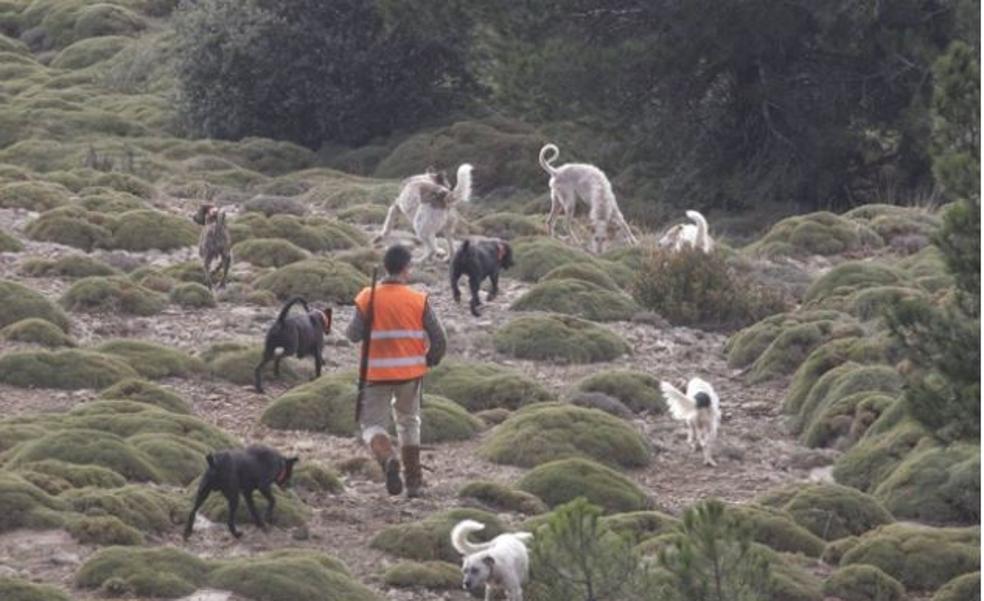 La ley de bienestar animal enfrenta a protectora, cazadores y tiendas