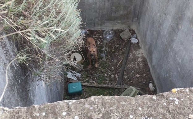 Rescatan a una perra atrapada en un hueco de obra en Alcoi