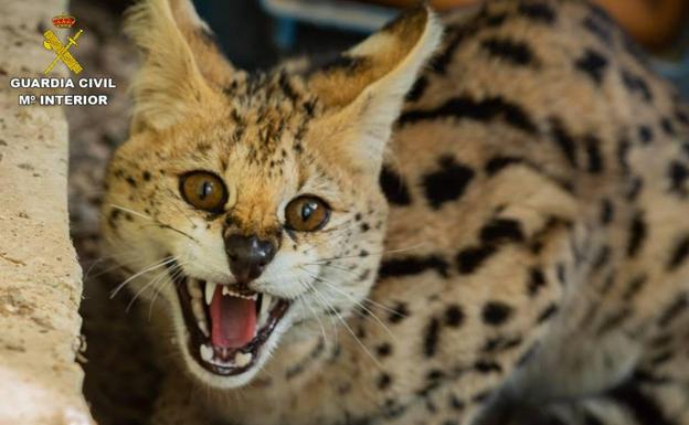 Rescatan un serval africano que deambulaba por un pueblo de Alicante