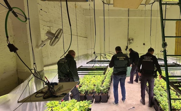 La Guardia Civil y la Policía Local de Paiporta intervienen un cultivo intensivo de marihuana en un almacén