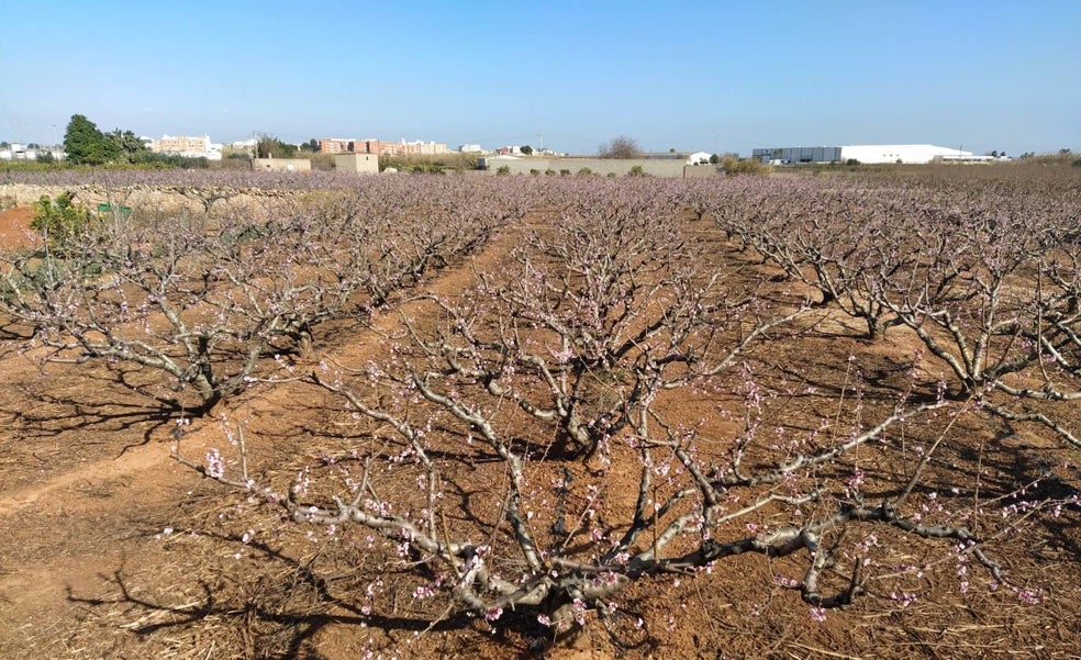 Las flores enloquecen por el calor