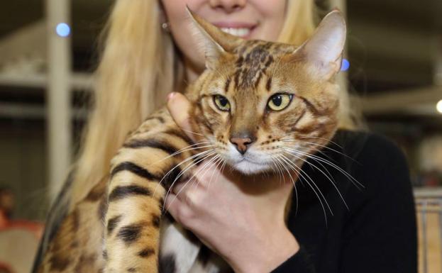 Todo sobre el gato bengalí, uno de los más caros del mundo: mitad salvaje, mitad doméstico