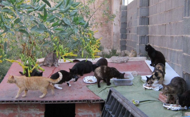 Cocentaina emprenderá una campaña de esterilización de gatos callejeros