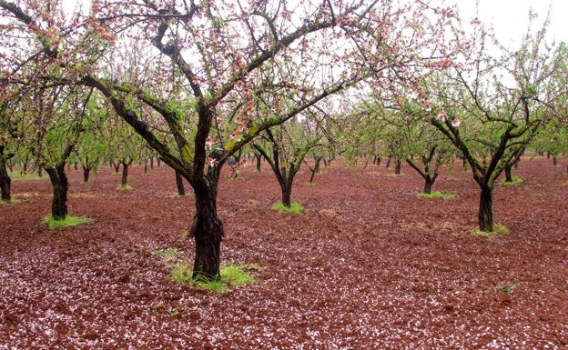 Las lluvias llegan en el «momento perfecto» para los campos de la Marina Alta