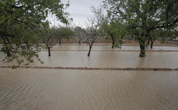 La «milagrosa» lluvia salva la cosecha de uva moscatel, cereales y nísperos en la Comunitat