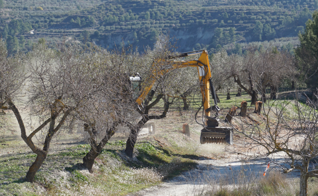 Constituyen una plataforma en el Comtat para exigir un plan de contención contra la Xylella