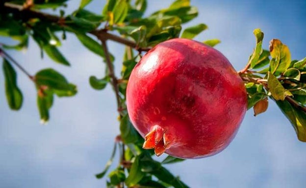 La lluvia de los últimos días, «un milagro» para los agricultores alicantinos