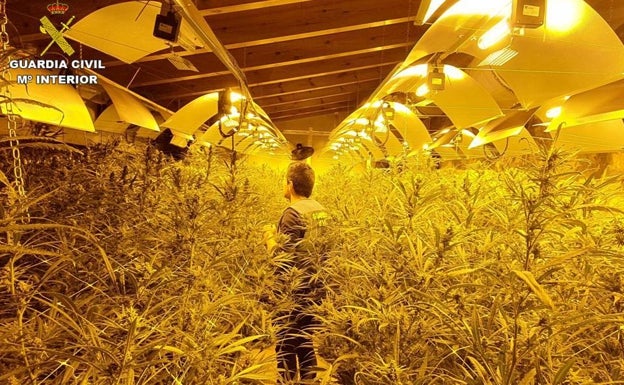 Desmantelados tres laboratorios de marihuana en la Marina Alta con más de 600 plantas