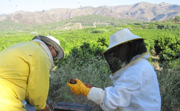 Los costes de los apicultores valencianos se disparan un 25% por el decreto de la 'pinyolà'